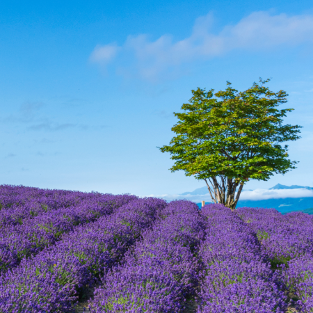ラベンダー畑の写真です